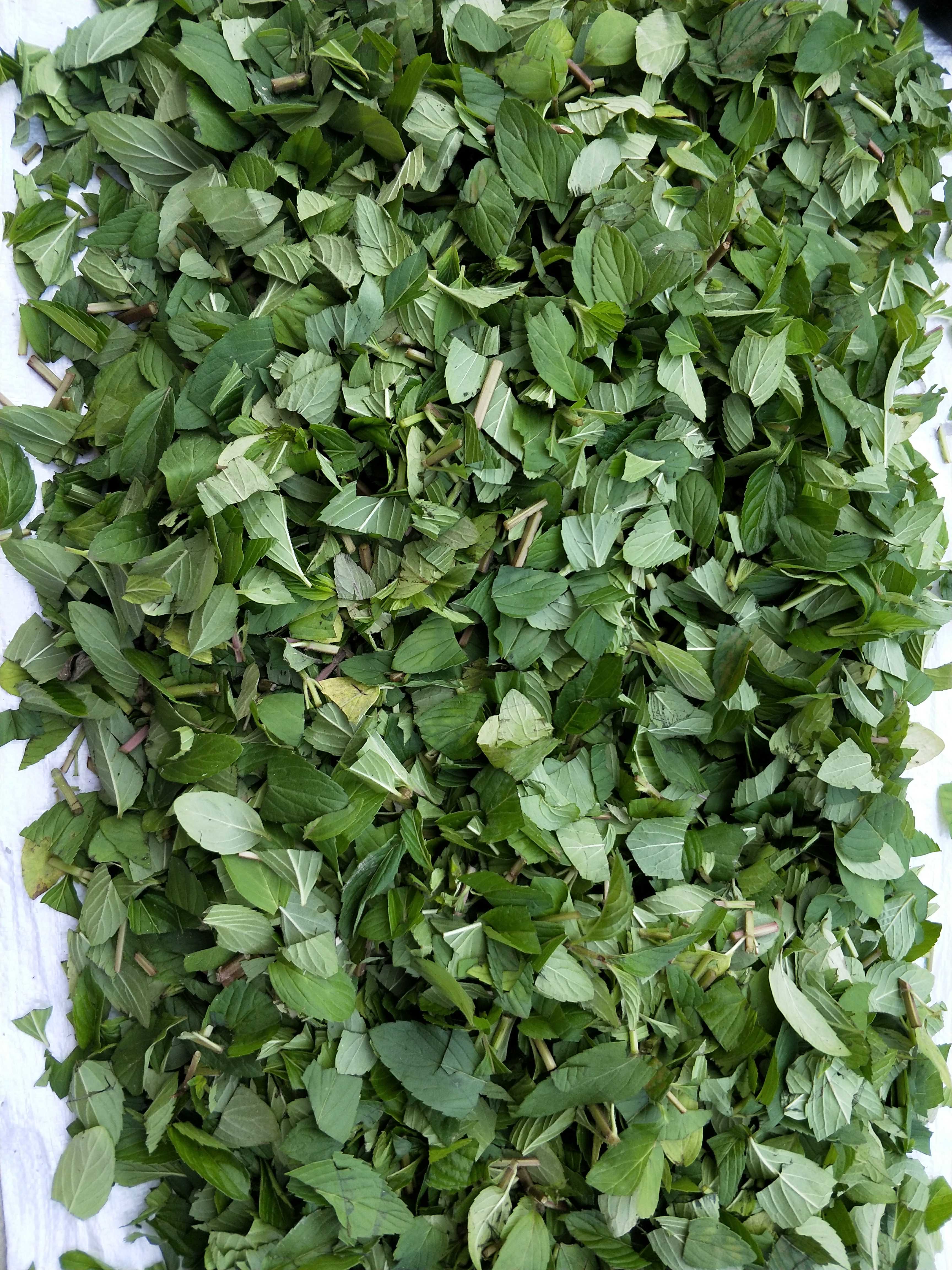 薄荷叶50g散装干茶叶食用泡水
