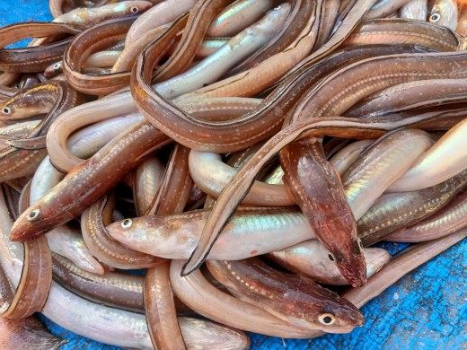 鳗鳞鱼200包邮四斤