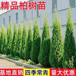 柏树树苗 塔柏 扁柏松柏侧柏树苗圆柏松树宝塔松龙柏刺苗绿化包邮