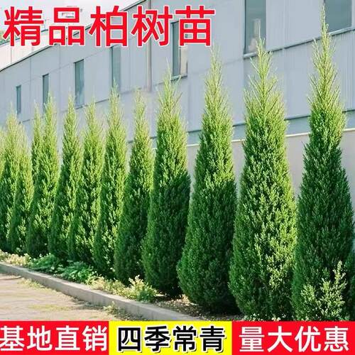 柏树树苗 塔柏 扁柏松柏侧柏树苗圆柏松树宝塔松龙柏刺苗绿化包邮