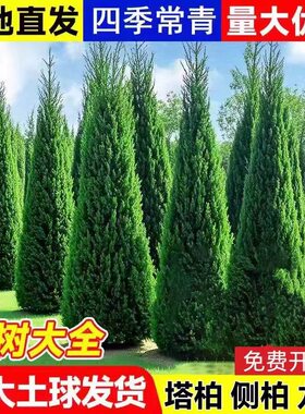 塔柏树苗侧柏树苗柏树苗塔松常绿塔松树苗松树苗桧柏四季常青苗