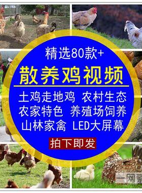 散养鸡视频走地土鸡农村生态养殖农家LED大屏幕后期合成剪辑素材