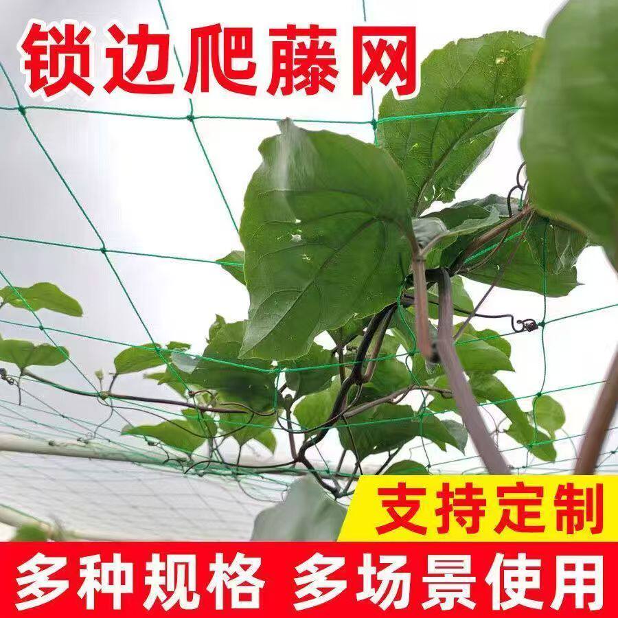 植物爬藤网百香果丝瓜吊瓜葡萄黄瓜花卉月季蔬果菊花攀爬网种植网