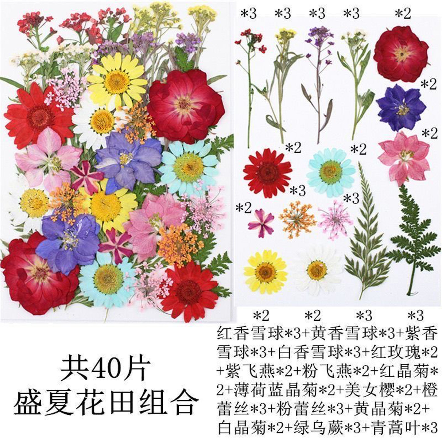 高颜值多形状干叶素材包