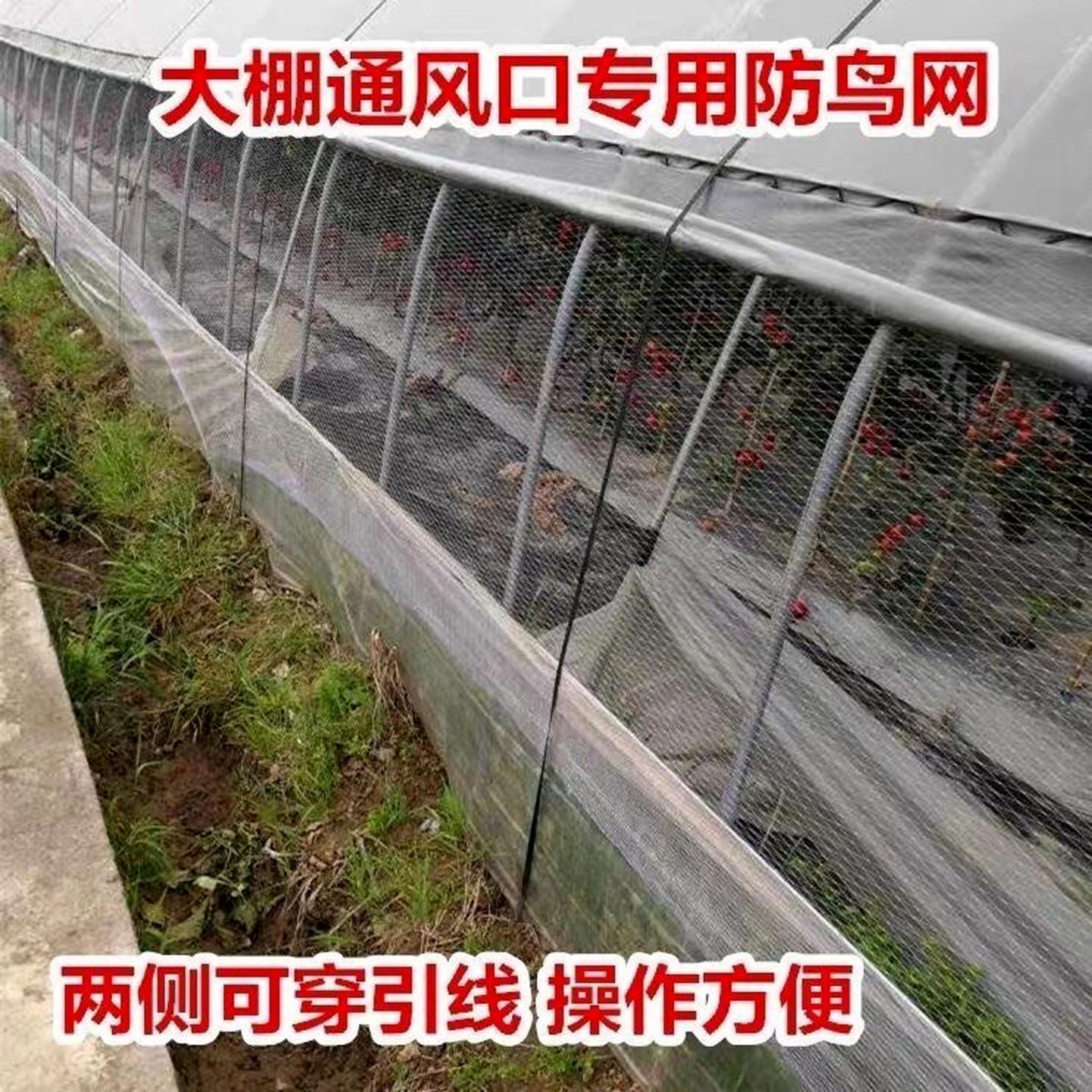 尼龙防鸟网果园鱼塘大棚隔离围网