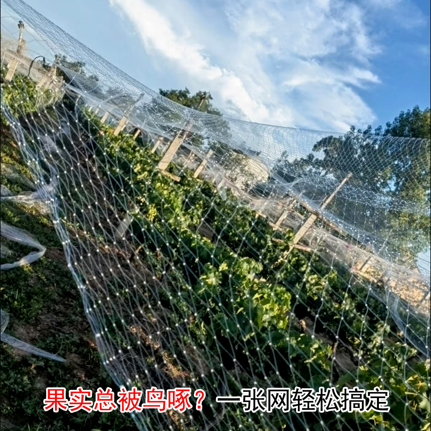 尼龙防鸟网果园鱼塘大棚隔离
