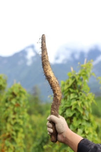 董山药超级香糯雪山山药|家庭二级果4斤装有机山药吃一口就忘不了