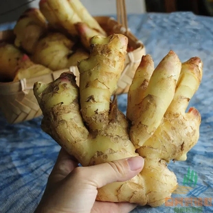 2025生态老姜有机标准种植味足微辣山东基地9月10号首发