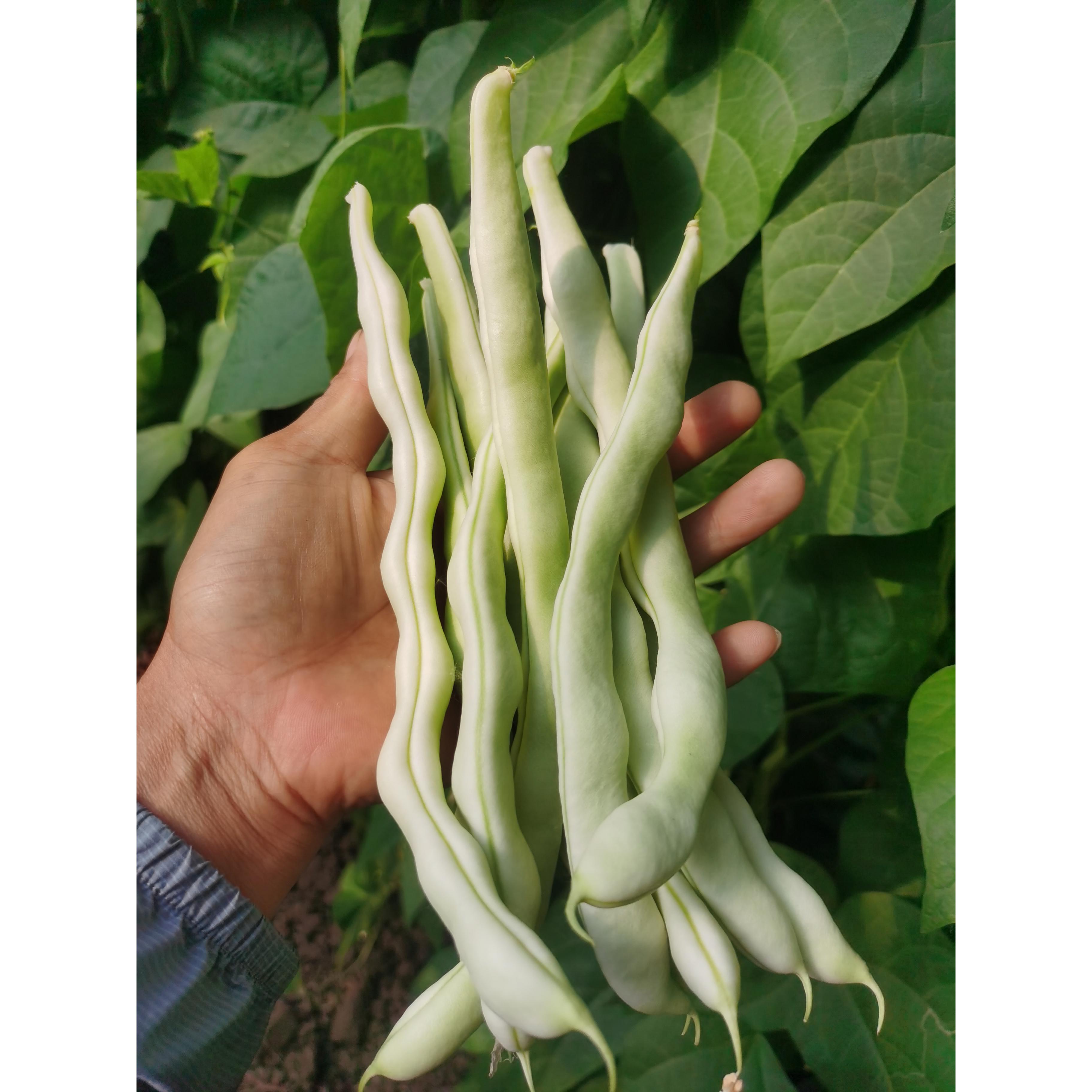 旮旯农场直供生态标准种植豆角四季豆芸豆新鲜蔬菜现摘发货全国