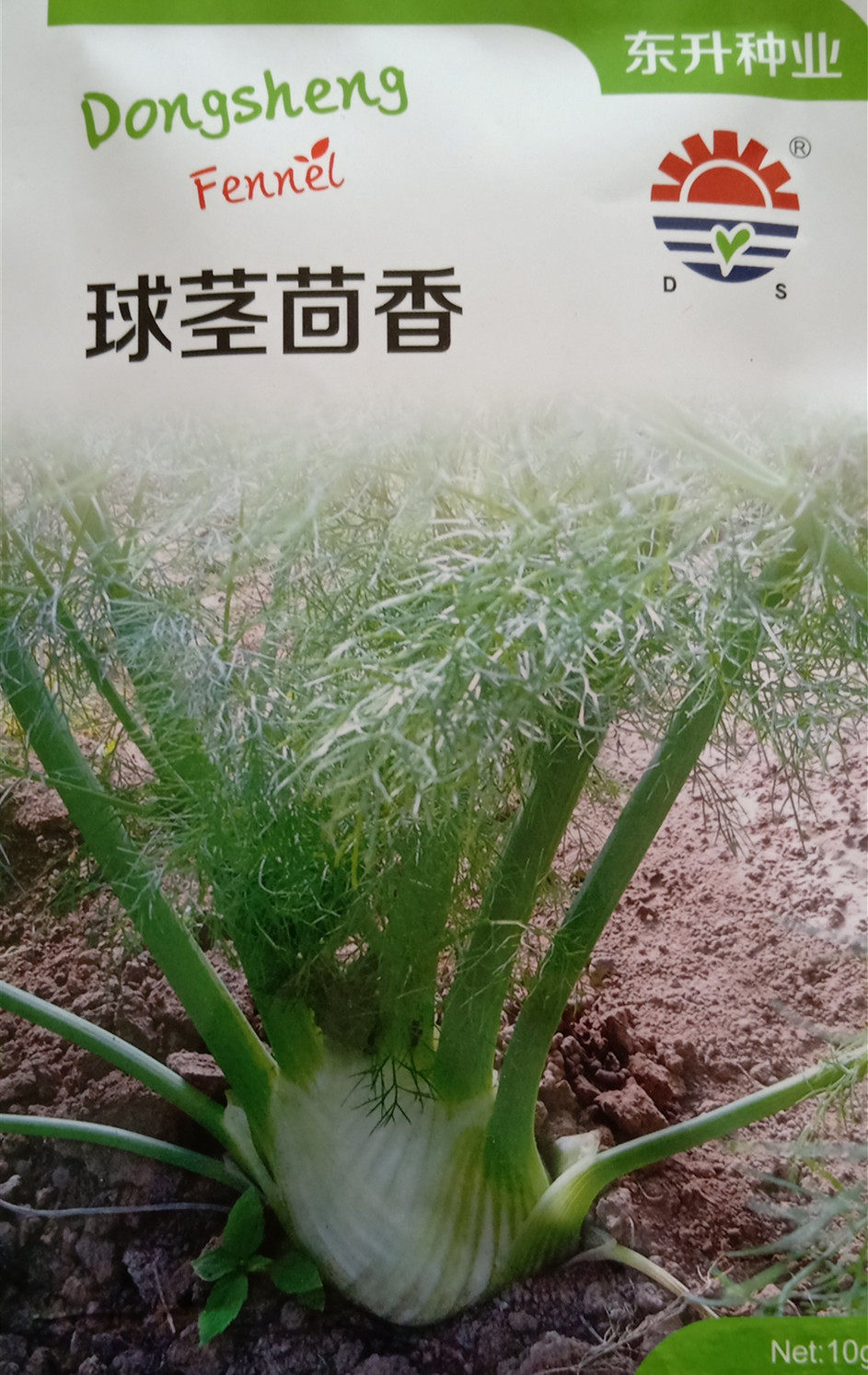 蔬菜种子四季高产球茎茴香包邮