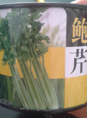 进口芹菜种子日本鲍芹种子 实心无筋芹菜大棚基地高产抗性好