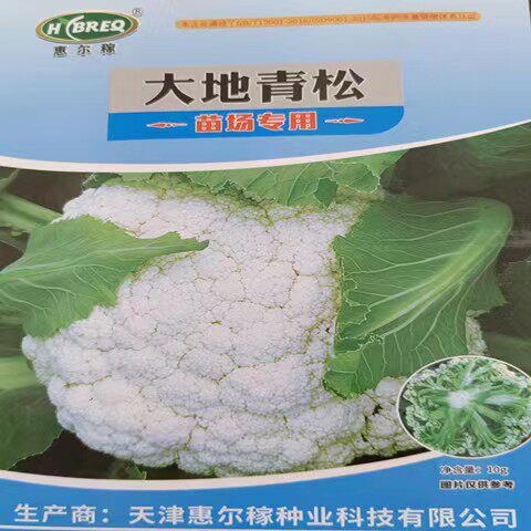 天津惠尔嫁大地青松70松花菜种子小米粒半松苗厂专用