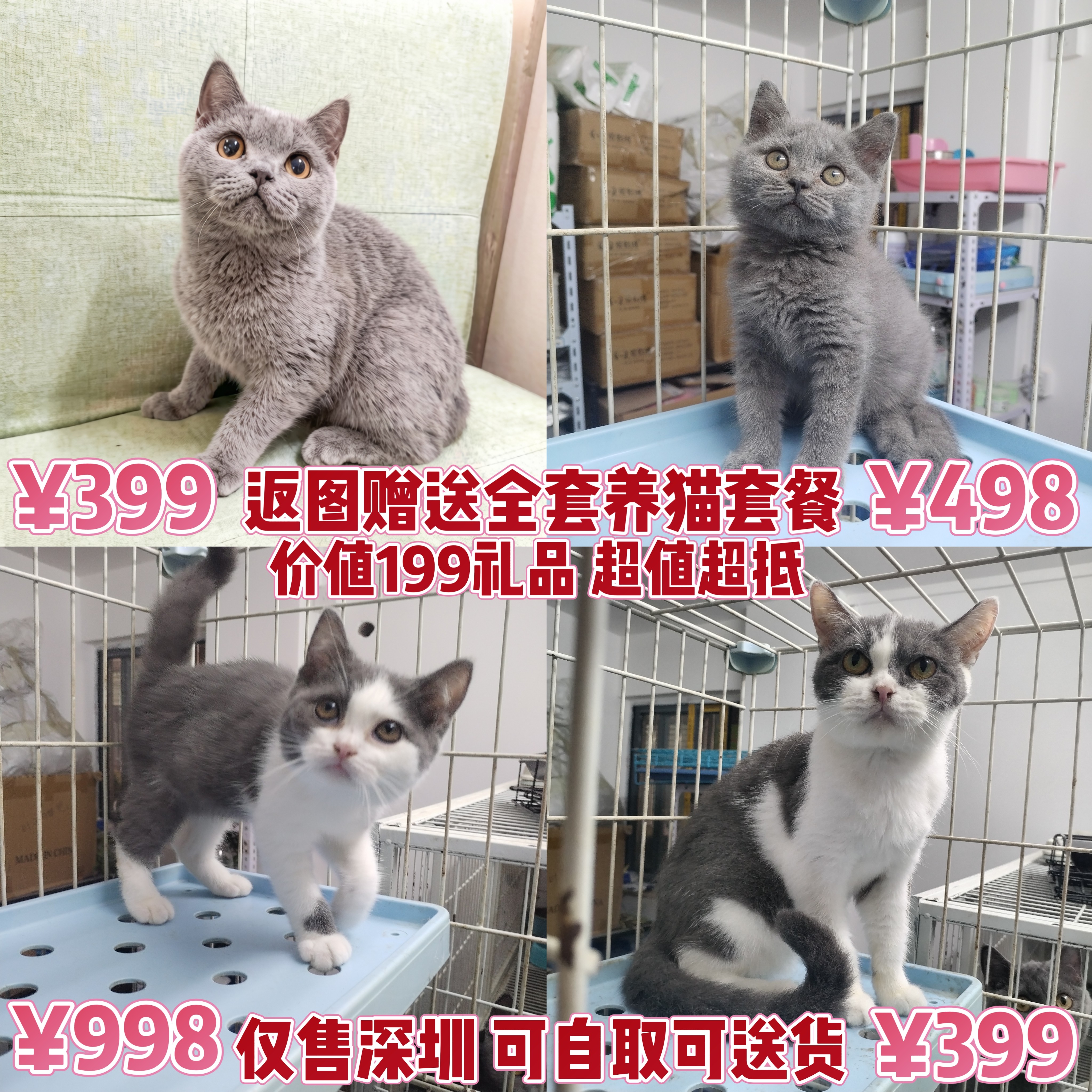 深圳本地宠物猫活体自取OR配送