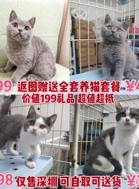 深圳本地宠物猫活体自取OR配送
