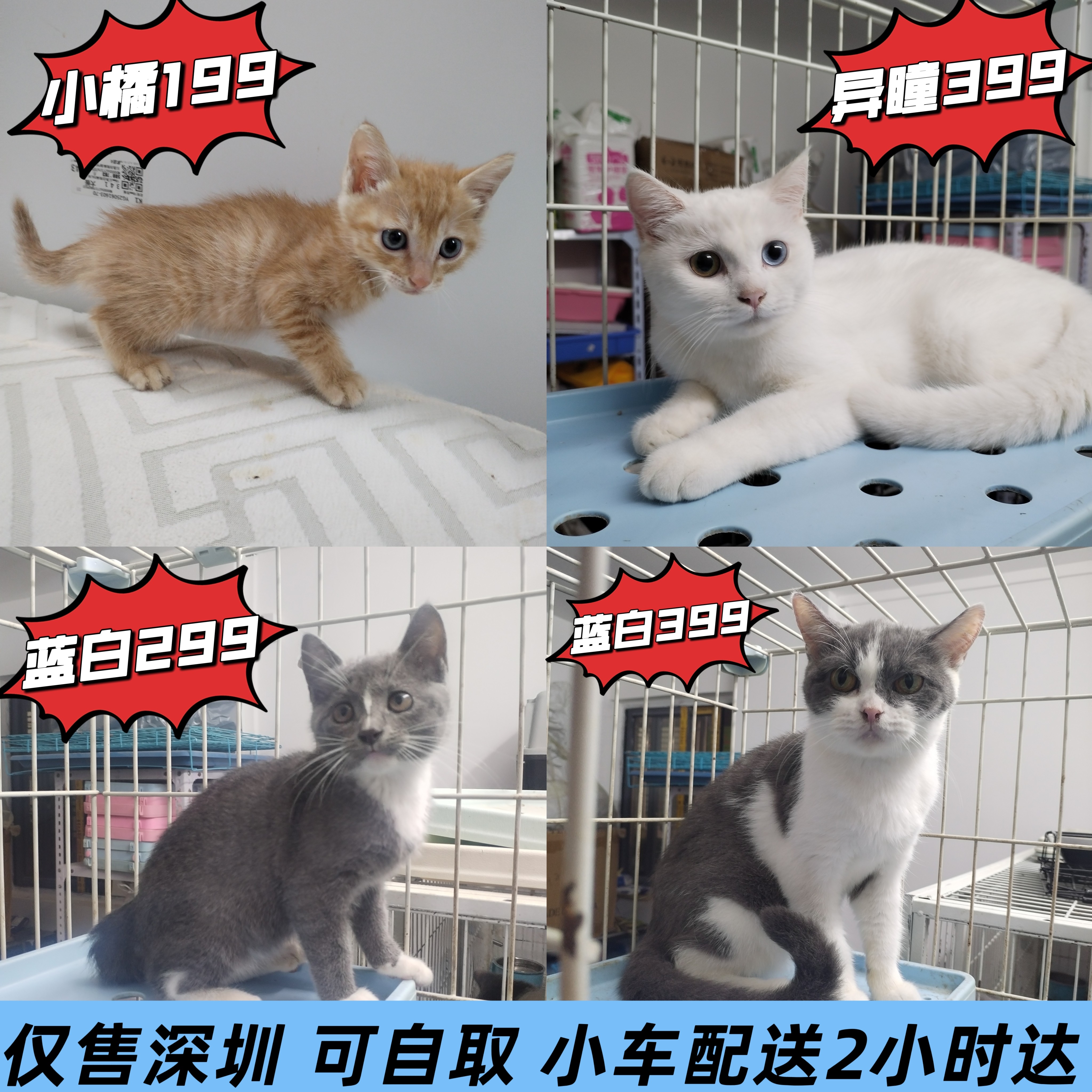 深圳本地宠物猫活体自取OR配送