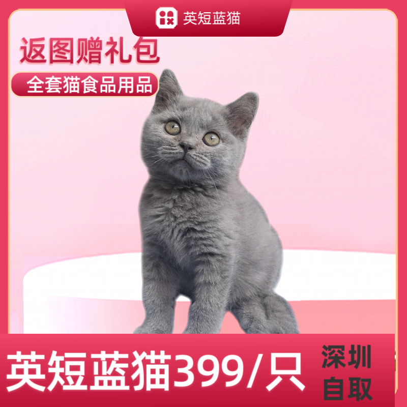 深圳本地宠物猫活体自取OR配送