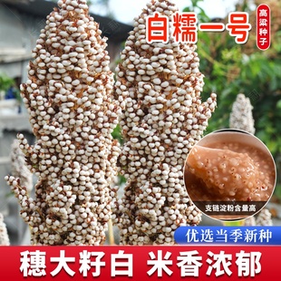 白糯一号白高粱种子食用杂粮高粱种籽春夏秋四季大田晋粮杂粮种孑