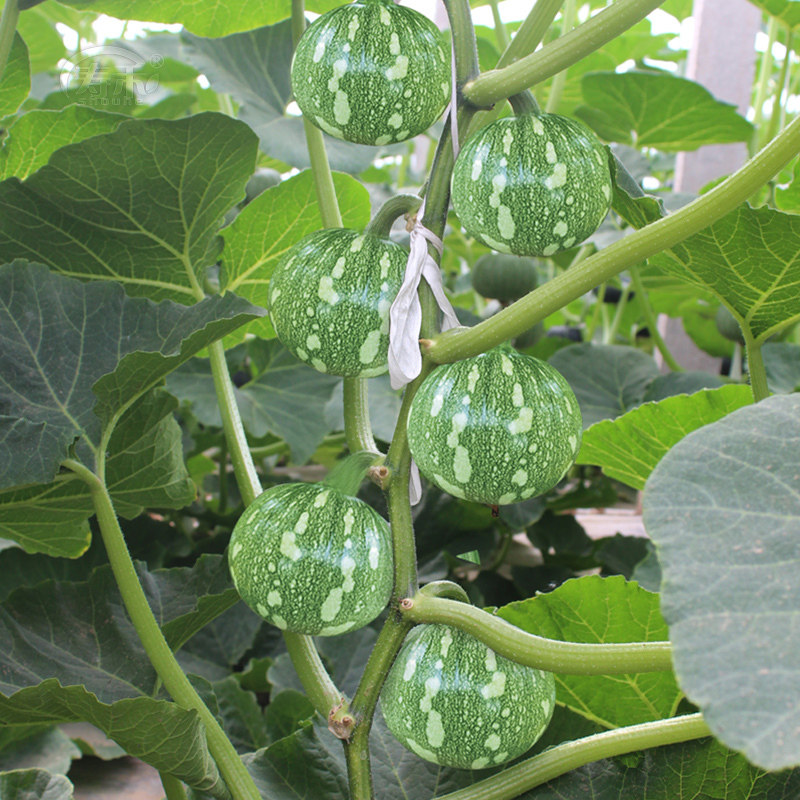 金帝圆早熟嫩南瓜种子春季四季阳台盆栽超甜高产蔬菜种孑南瓜种籽