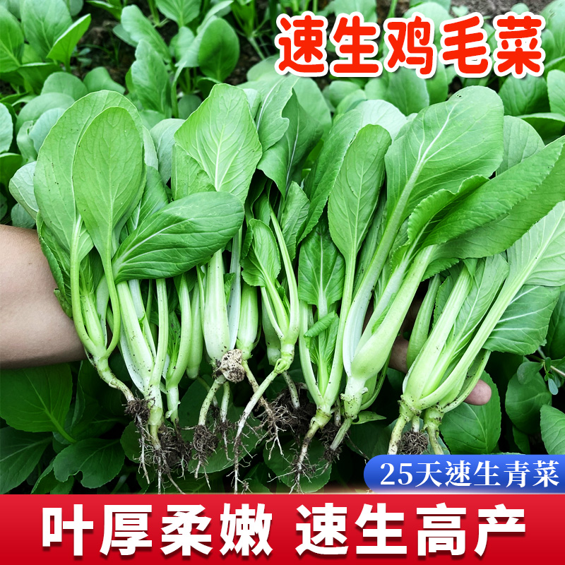 上海鸡毛菜种子种籽上海青小白菜青菜籽春秋四季阳台盆栽蔬菜种孑 鲜花速递/花卉仿真/绿植园艺 家庭园艺种子 原图主图