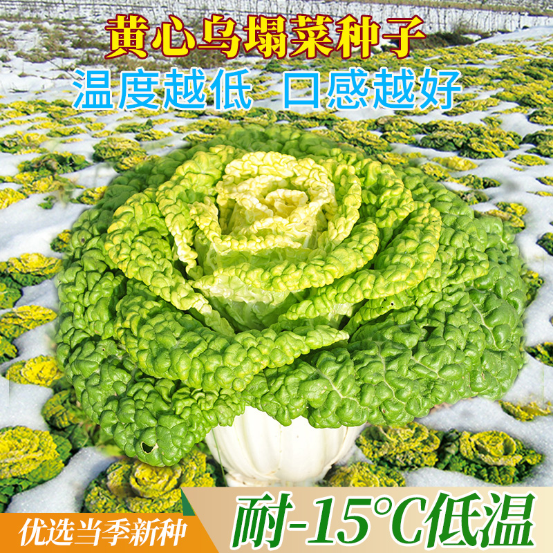 菊花耐寒高产蔬菜种子