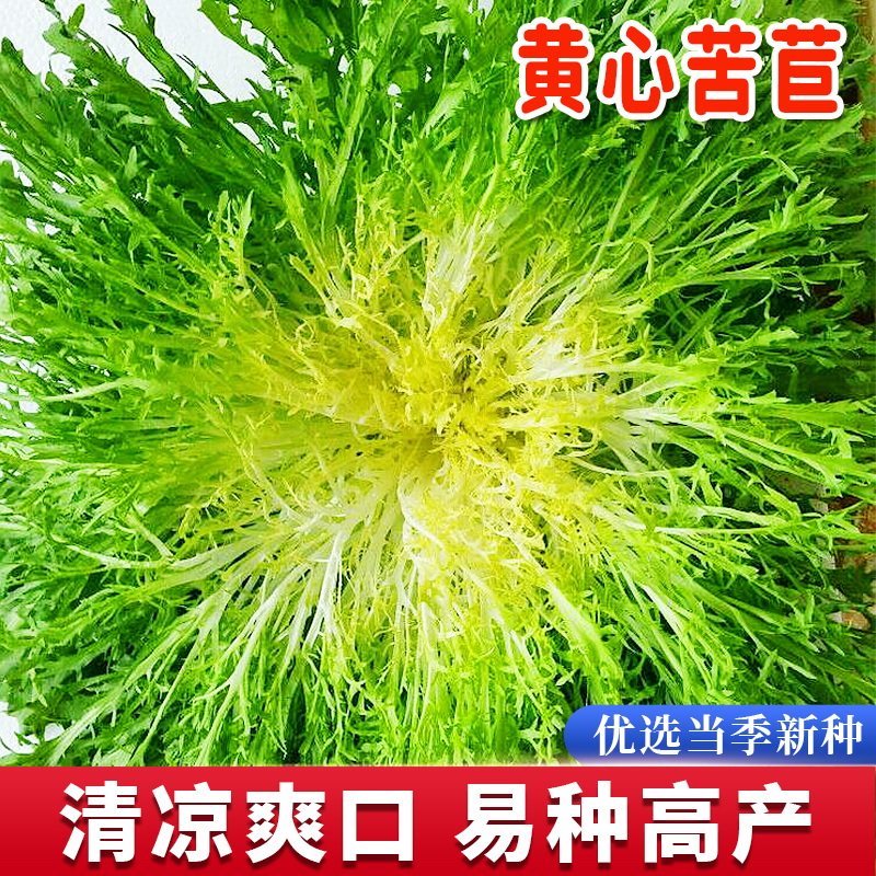 黄心苦苣种子四季苦菊菜籽种高产春秋冬季阳台盆栽易种蔬菜种孑