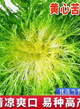 黄心苦苣种子四季高产易种蔬菜