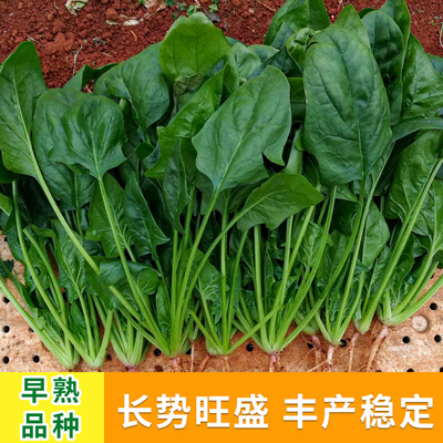 小叶菠菜农家非转基因四季
