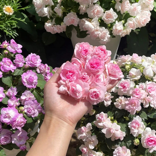 凤仙花种籽急性子指甲花种孑春季四季阳台盆栽小桃园艺观花卉种子