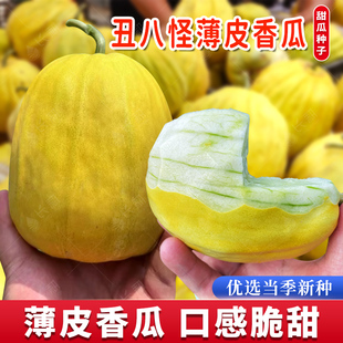 丑八怪薄皮香瓜种子甜脆东北甜瓜种籽春秋四季黄金瓜蜜瓜水果种孑