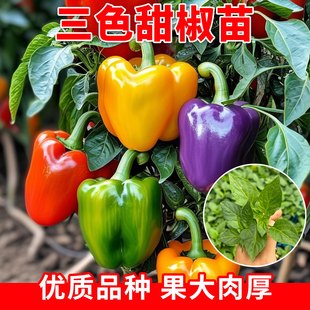 高产甜椒苗四季辣椒苗秧五彩椒苗圆椒红黄青椒灯笼椒苗春季蔬菜苗