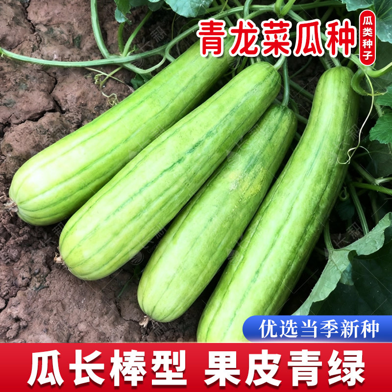 青龙菜瓜种子老品种脆甜梢瓜种籽春秋四季阳台生食可凉拌蔬菜种孑