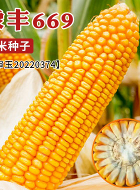 豫丰669玉米种子大田玉米种高产