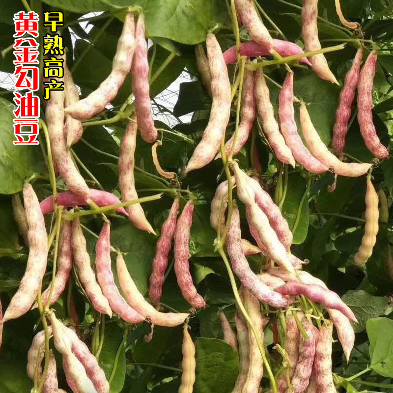 超早熟黄金勾种子黑龙江东北油豆角种孑抗病耐寒黄架豆角鼓豆种籽,鲜花速递/花卉仿真/绿植园艺,家庭园艺种子,淘宝优惠券,粉丝福利购,淘宝优惠卷