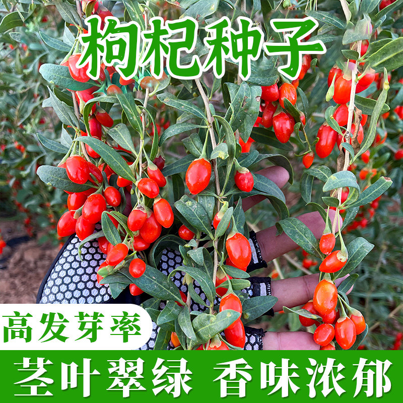 枸杞种子枸杞种籽可药用明眼子特色蔬菜春季四季盆栽阳台农家高产