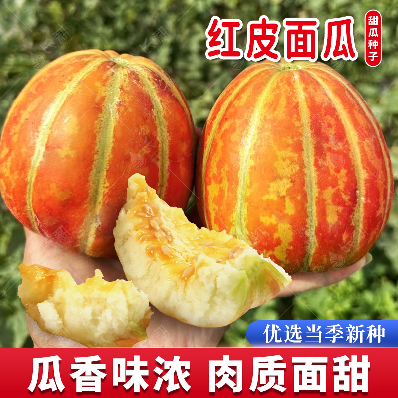 甜面红皮面瓜种子低糖甜瓜种籽春秋四季老品种香瓜东北特色水果孑