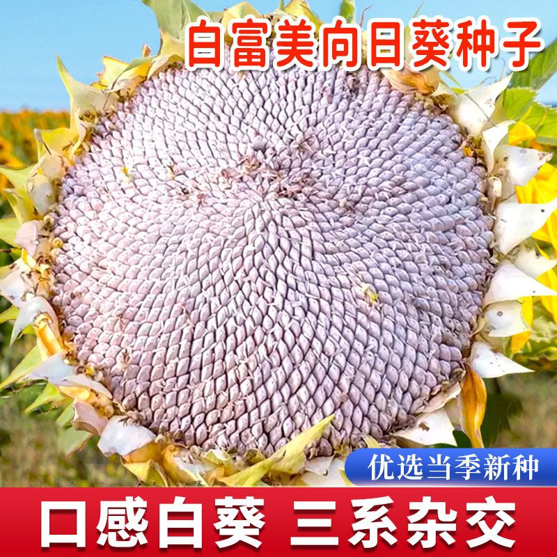 大粒白食用向日葵种子种籽矮葵花油葵盆栽观赏孑花苗活苗蔬菜子种