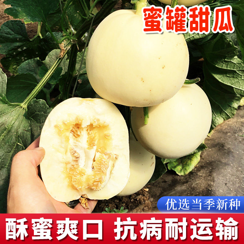 蜜罐甜瓜种子夏季白皮早熟