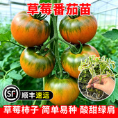 口感草莓番茄苗子杂交水果铁皮柿子秧苗籽春秋四季 鲜食蔬菜种苗孑