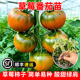 口感草莓番茄苗子杂交水果铁皮柿子秧苗籽春秋四季 鲜食蔬菜种苗孑