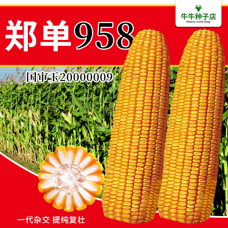 高产早熟郑单958玉米种子杂交正品高产特大种籽饲料大田玉米良种