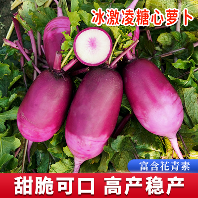 冰激凌糖心萝卜种籽甜脆水果型