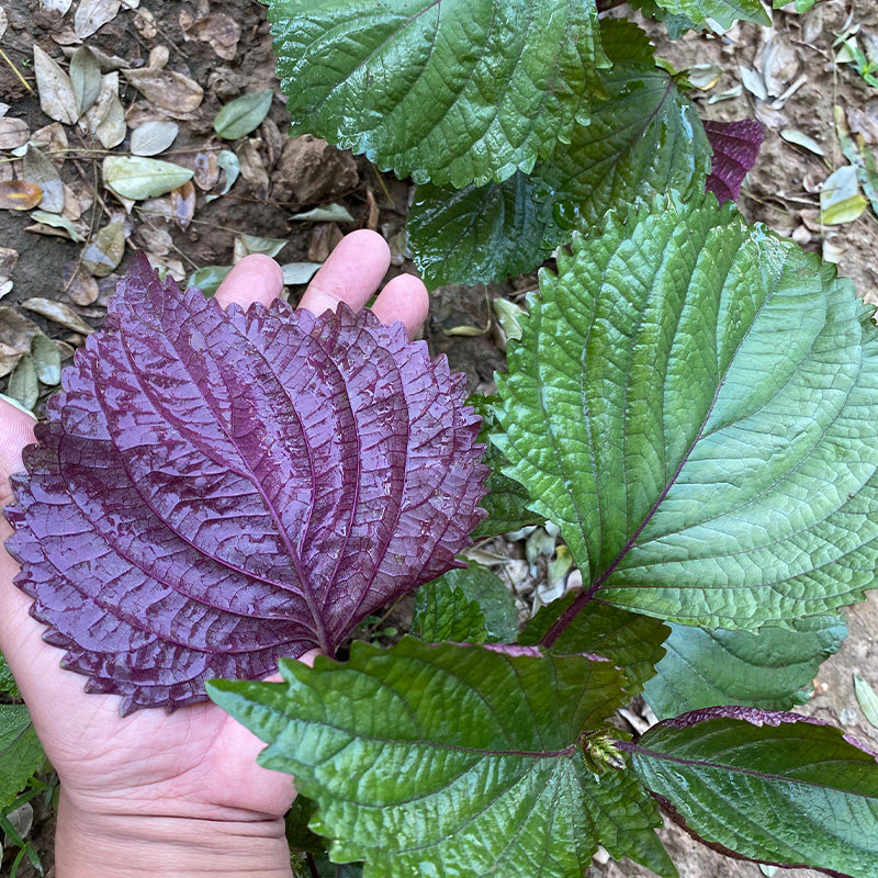 日本大叶双色紫苏种子种籽孑苗盆栽食用苏子叶南方籽种四季蔬菜