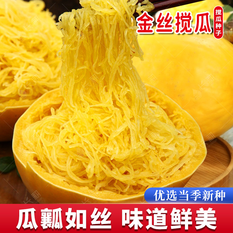 金丝搅瓜种子金丝瓜种籽黄金瓜四季春秋季茭瓜天然粉丝瓜蔬菜种孑
