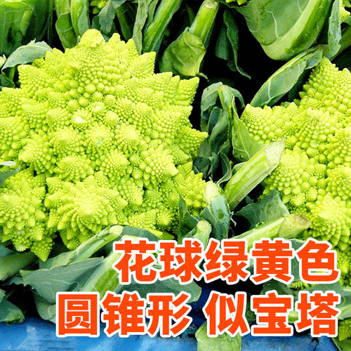 宝塔菜种子绿菜花春季花菜夏季罗马花椰菜口感脆爽高产螺丝菜种籽