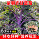 紫羽衣甘蓝秧苗羽衣甘蓝种苗春秋四季 阳台盆栽甘兰食用蔬菜种孑苗