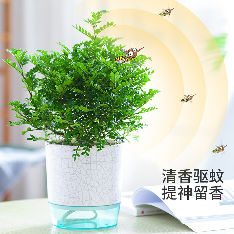 清香木盆栽老桩桌面防虫驱蚊香草