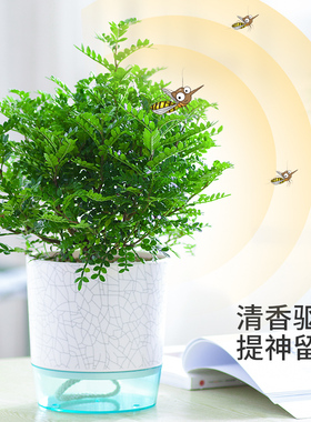 清香木盆栽老桩桌面防虫驱蚊香草植物四季常绿好养胡椒木水培绿植