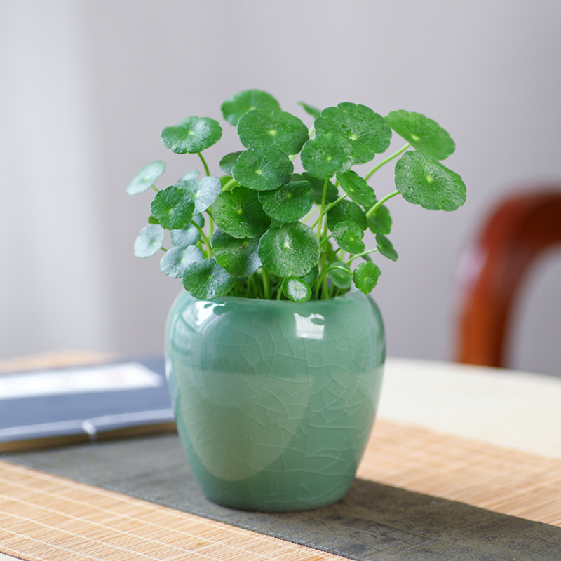 铜钱草盆栽可水培花卉植物办公室内招财绿植创意四季好养客厅阳台