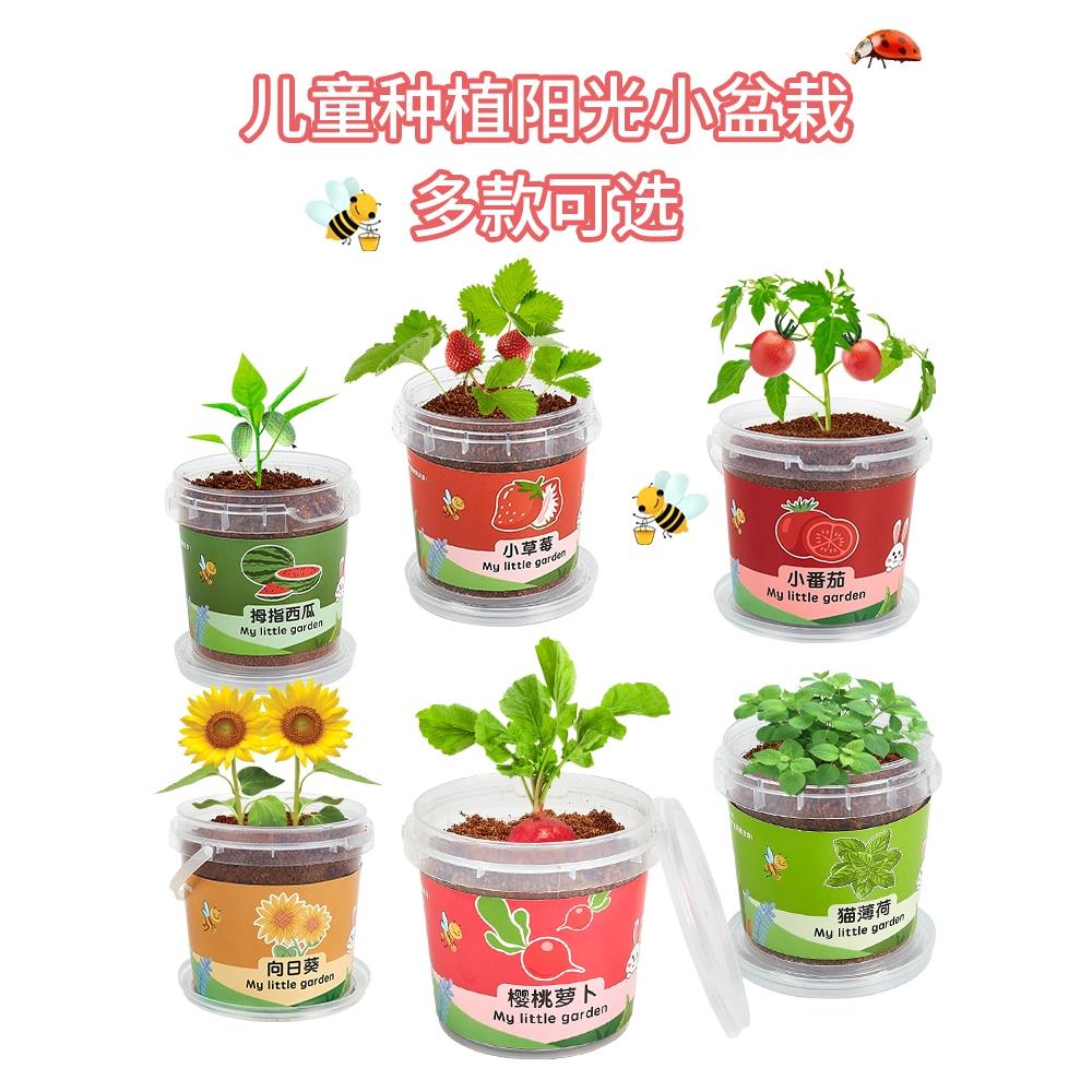 儿童种植小盆栽室内水培植物观察太阳花草莓蔬菜diy阳光房玩具男6