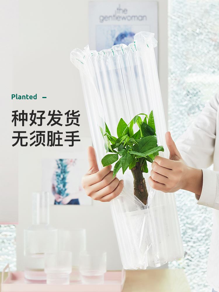 发财树富贵竹办公室内绿萝好养水培植物多肉绿植花卉栀子花小盆栽